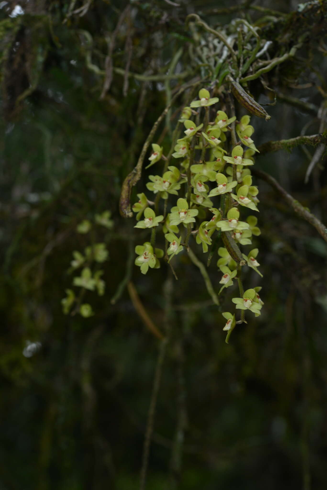 Image of Chiloschista segawae (Masam.) Masam. & Fukuy.