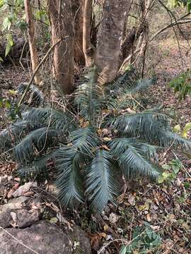 Image of Cycad