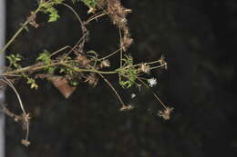 Plancia ëd Hofmeisteria dissecta (Hook. & Arn.) R. King & H. Rob.