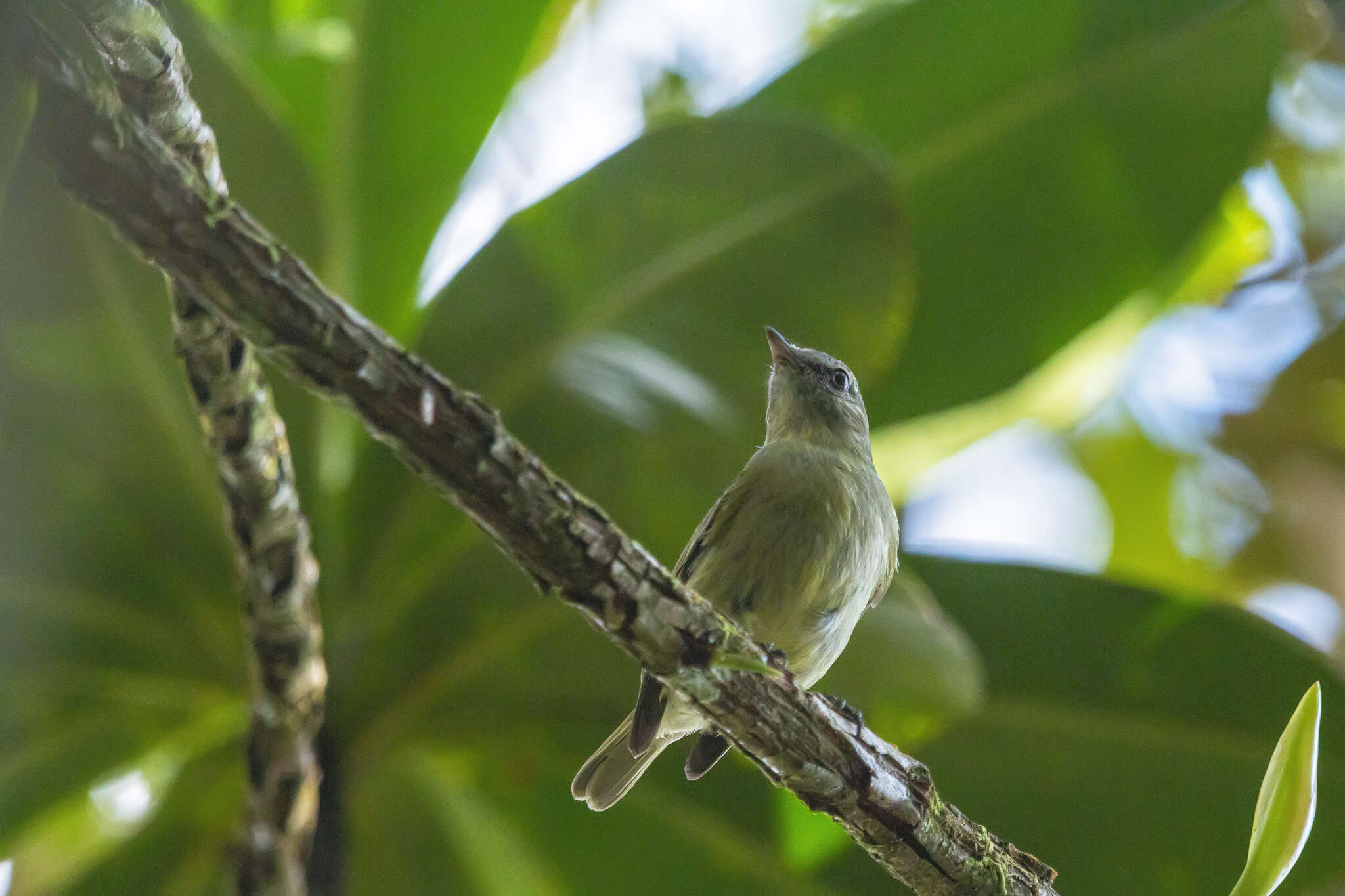 Image of Rough-legged Tyrannulet