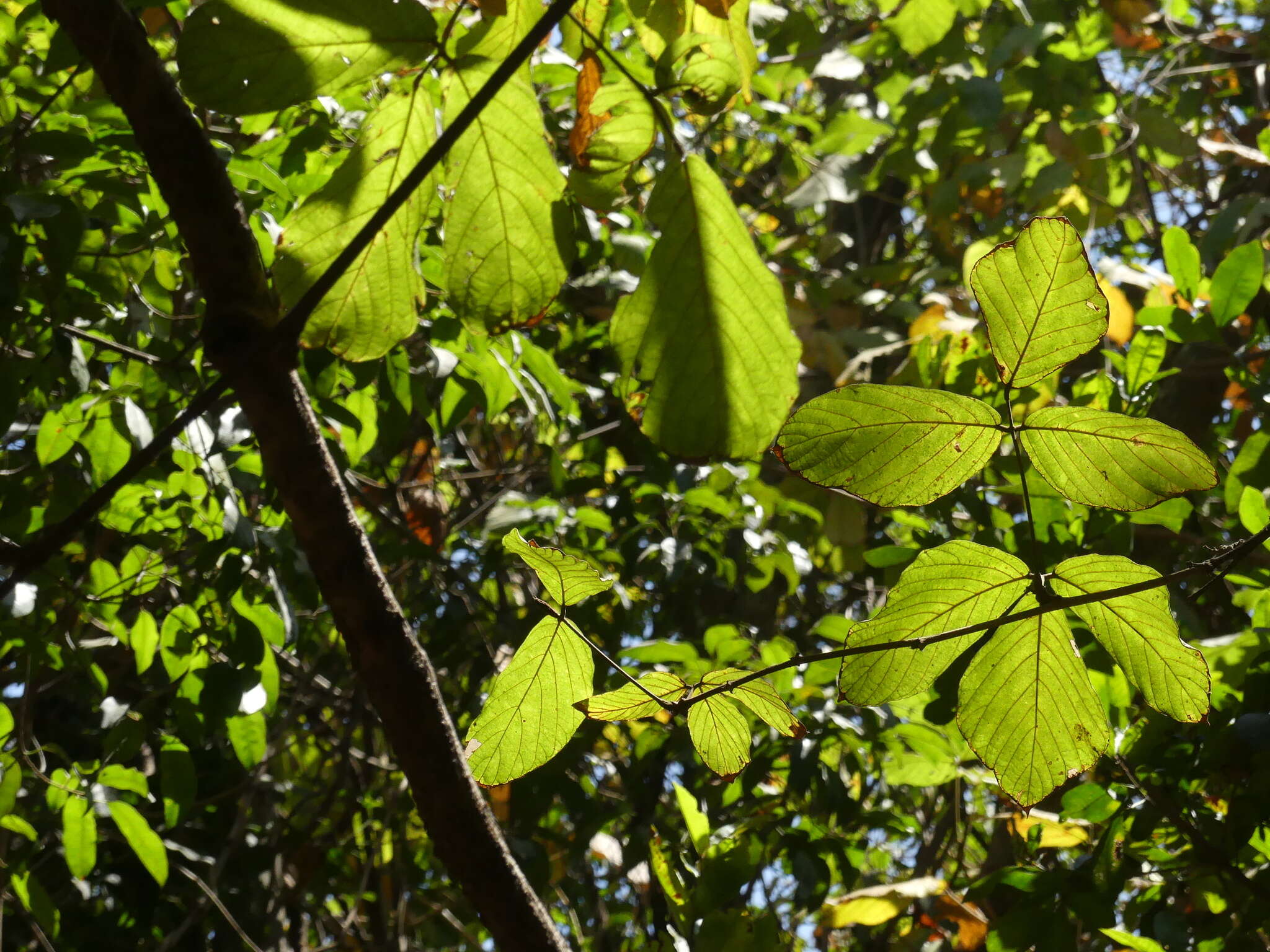 Image of Spatholobus parviflorus (DC.) Kuntze