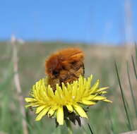 صورة Pygopleurus vulpes (Fabricius 1781)