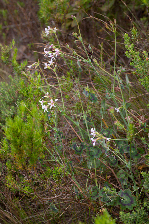 Image of Pelargonium tabulare (Burm. fil.) L'Her.