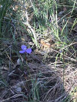 Image of Patersonia glabrata R. Br.