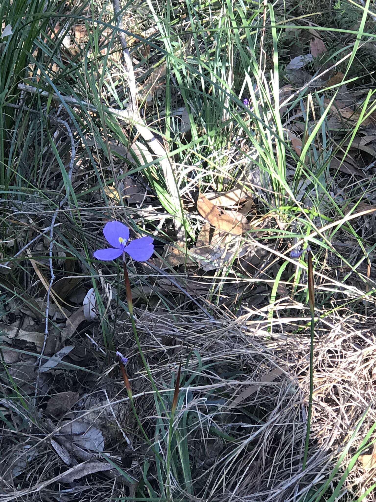 Image of Patersonia glabrata R. Br.