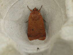 Image of lesser yellow underwing