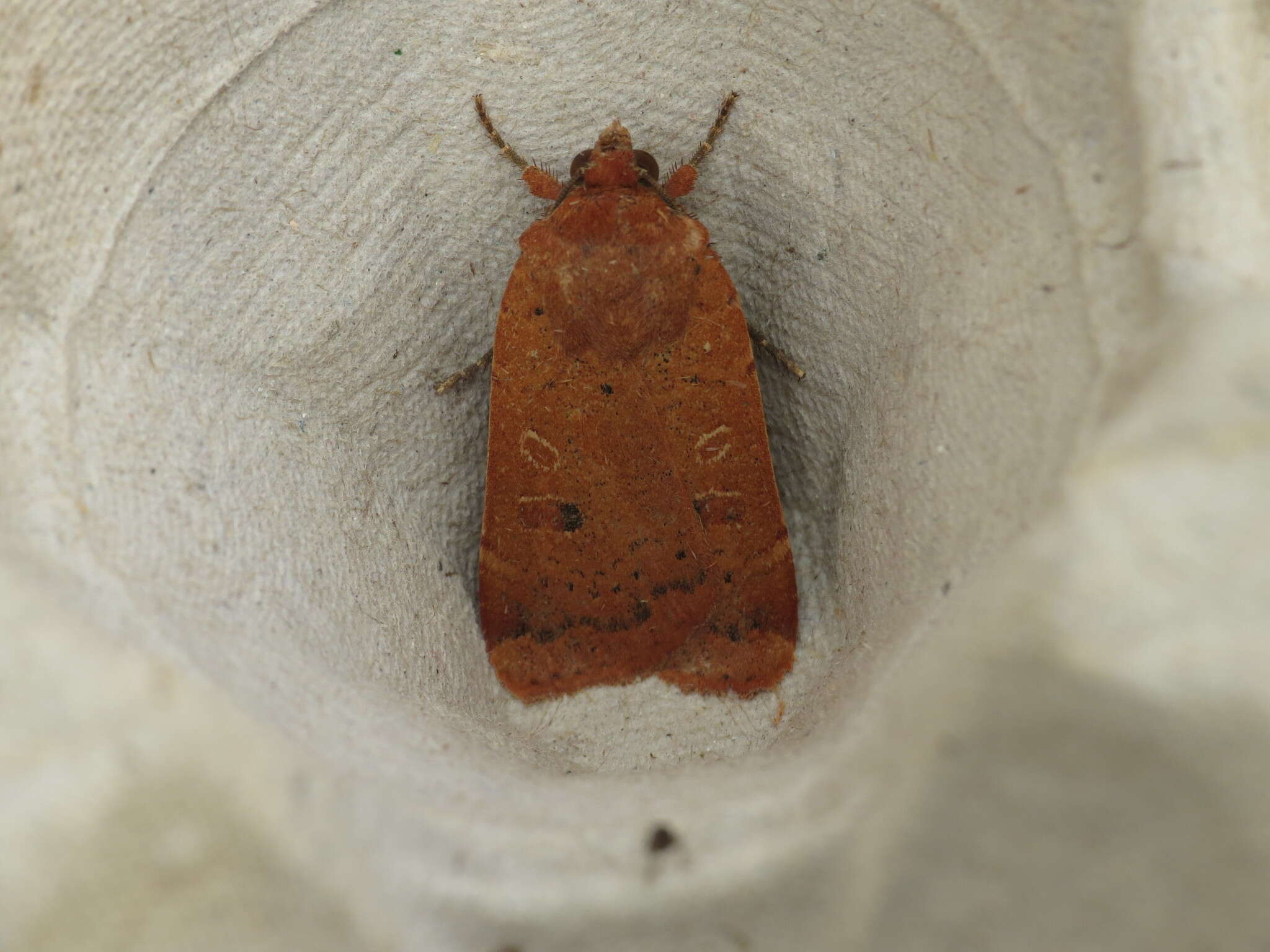 Image of lesser yellow underwing