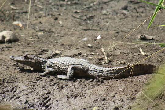 Image de Caiman crocodilus chiapasius (Bocourt 1876)