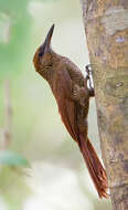 Image of Northern Barred Woodcreeper