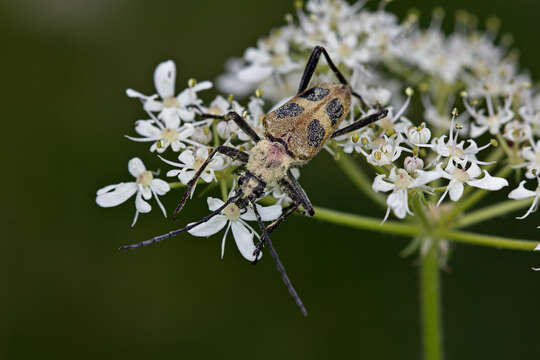 Image of Pachyta quadrimaculata (Linné 1758)