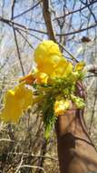 صورة Uncarina peltata (Baker) Stapf