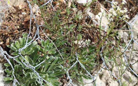 Image of Saxifraga hostii Tausch