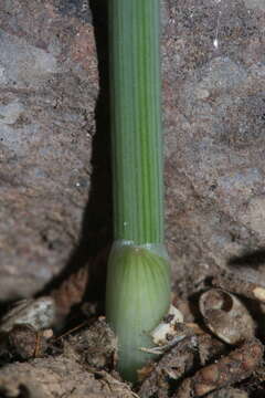 Image of Allium chamaespathum Boiss.