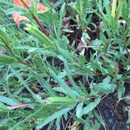 Imagem de Oenothera hartwegii subsp. fendleri (A. Gray) W. L. Wagner & Hoch