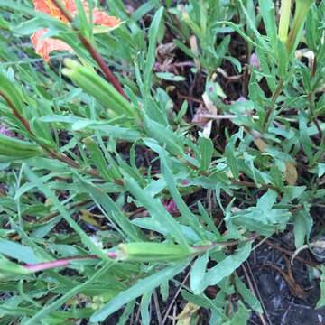 Imagem de Oenothera hartwegii subsp. fendleri (A. Gray) W. L. Wagner & Hoch