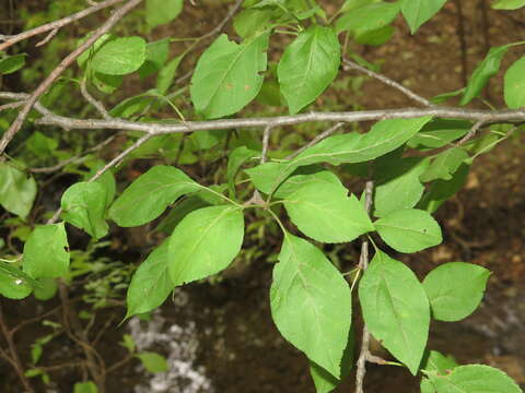 Image of plumleaf crab apple