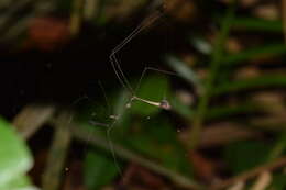 Ghilianella mirabilis McAtee & Malloch 1925 resmi