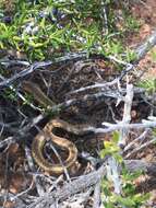 Image of Central Texas Whipsnake