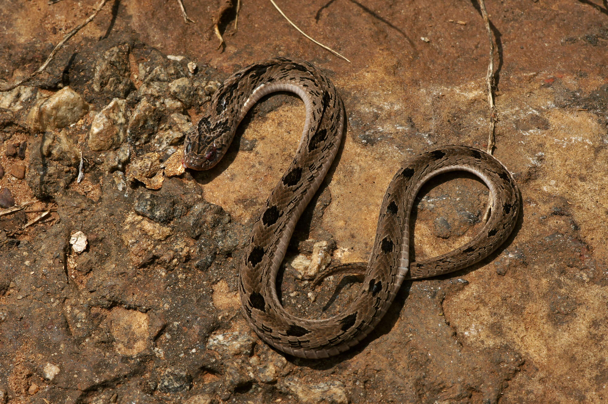 Image of Spotted Night Adder