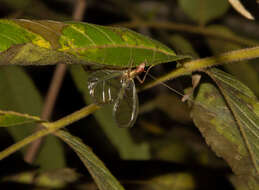 Imagem de Oecanthus californicus pictipennis Hebard 1935