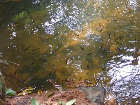 Image of Broad striped rasbora