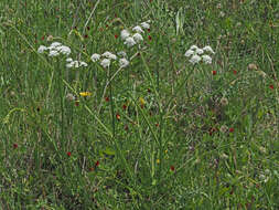 Imagem de Oenanthe pimpinelloides L.