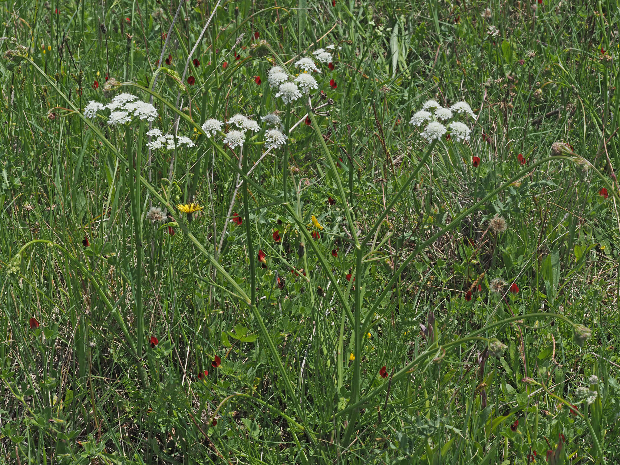 Image of corky-fruited water-dropwort