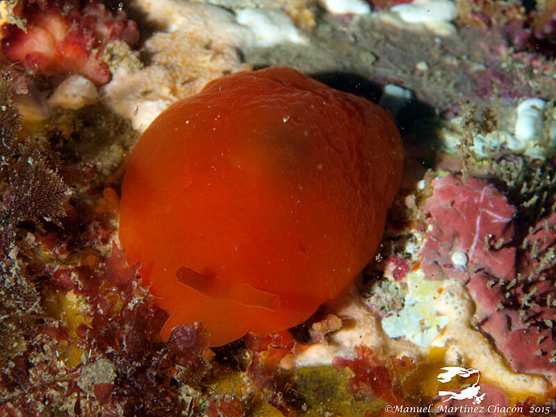 Image of peach seaslug