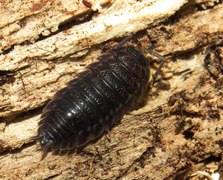 Image of Isopod