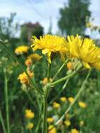 Image of rough hawksbeard