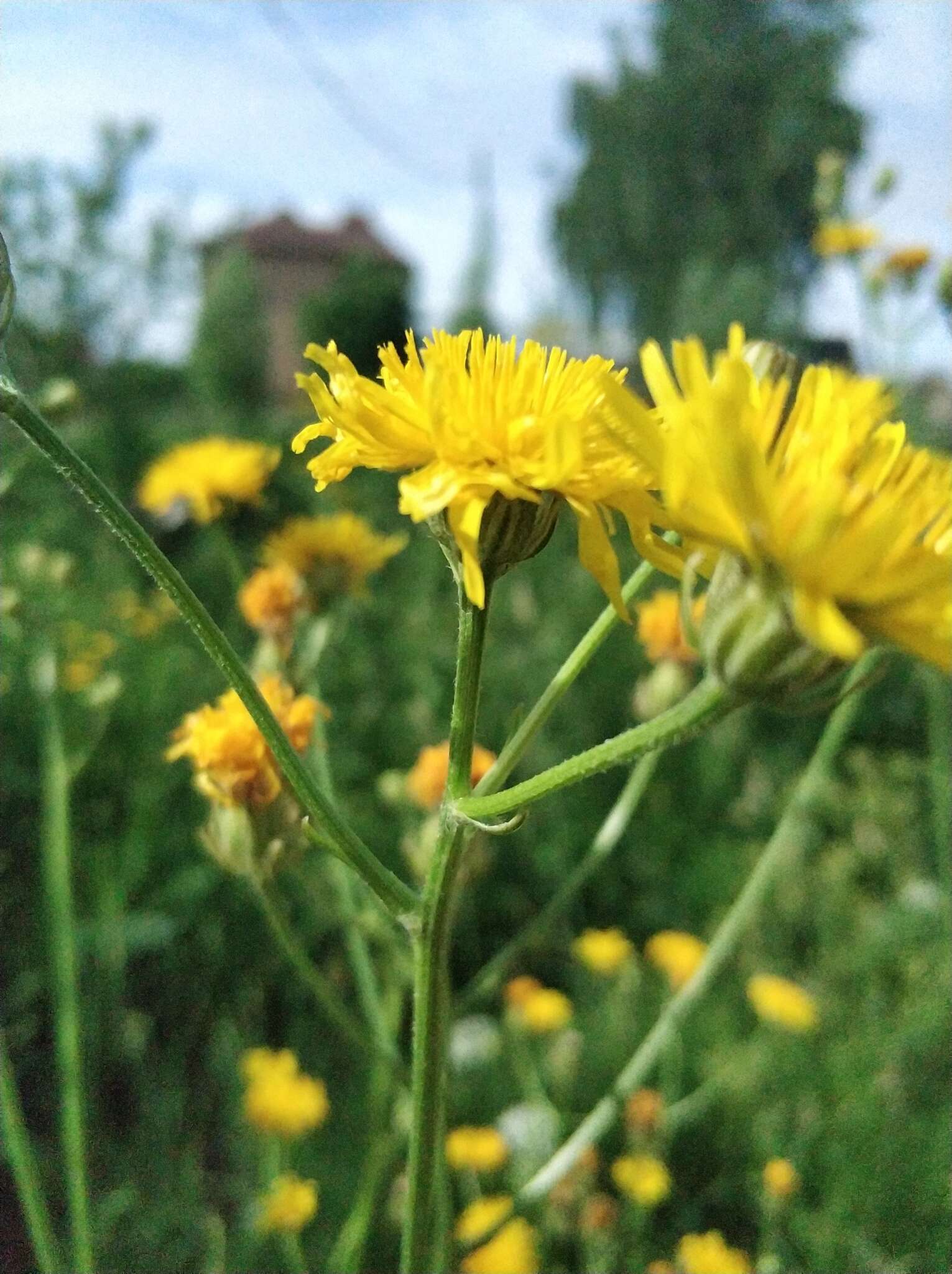 Image of rough hawksbeard