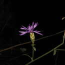 Image of Centaurea grisebachii subsp. transiens (Halácsy) T. Georgiadis