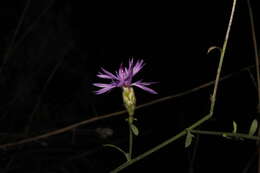 Image of Centaurea grisebachii subsp. transiens (Halácsy) T. Georgiadis