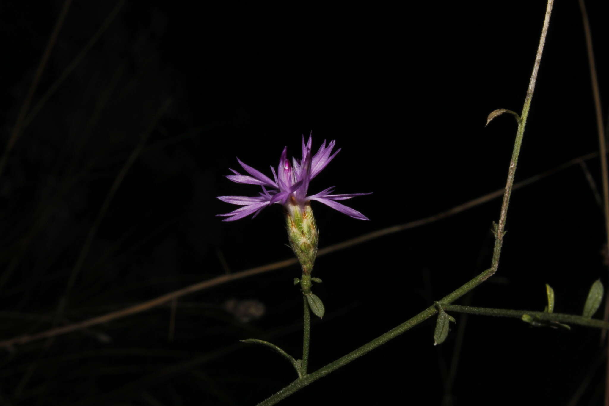 Image of Centaurea grisebachii subsp. transiens (Halácsy) T. Georgiadis