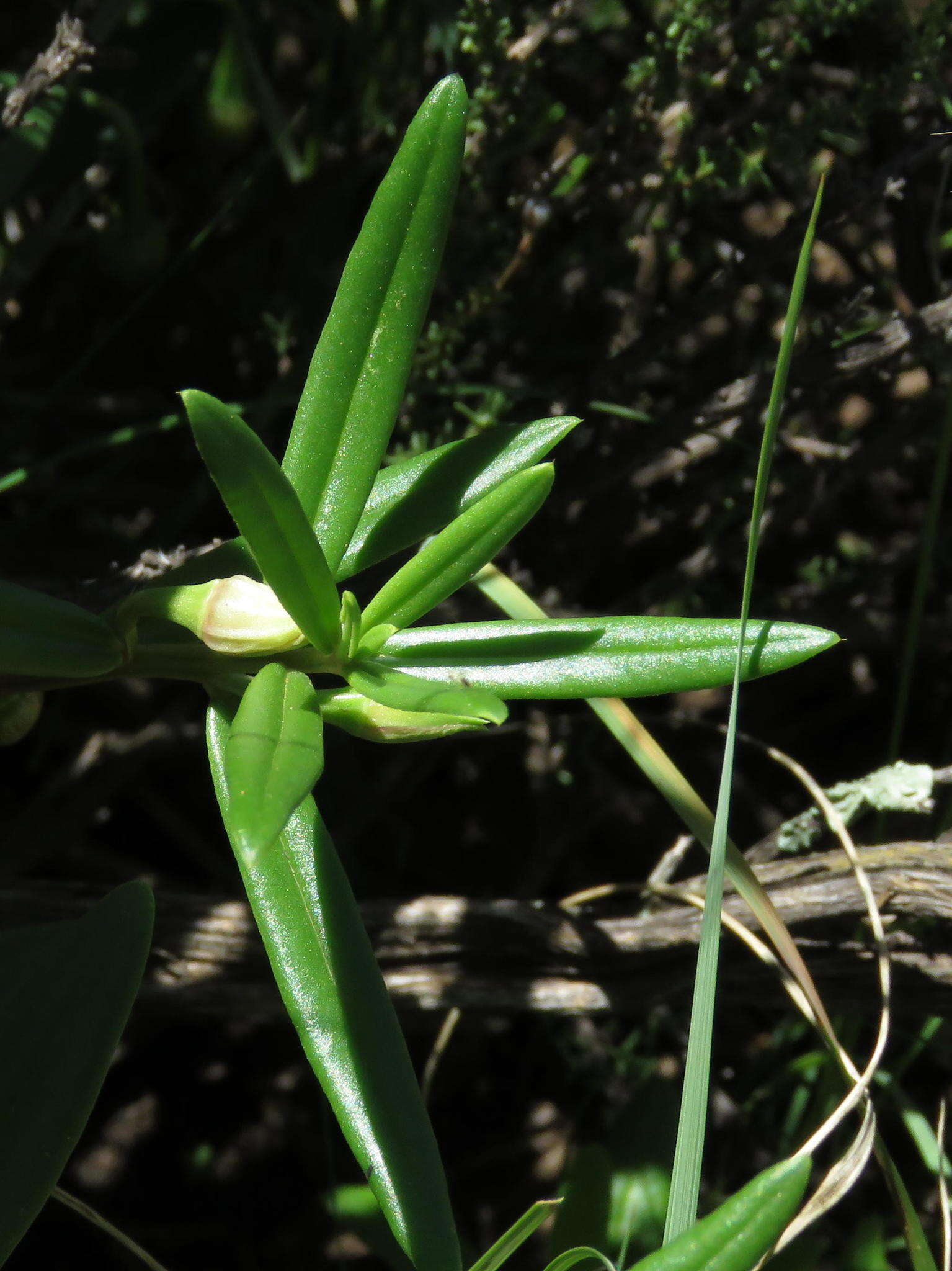 Image of Porcupine-root