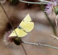 Image de Papillon de Californie