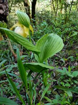 Image of Cypripedium fasciolatum Franch.