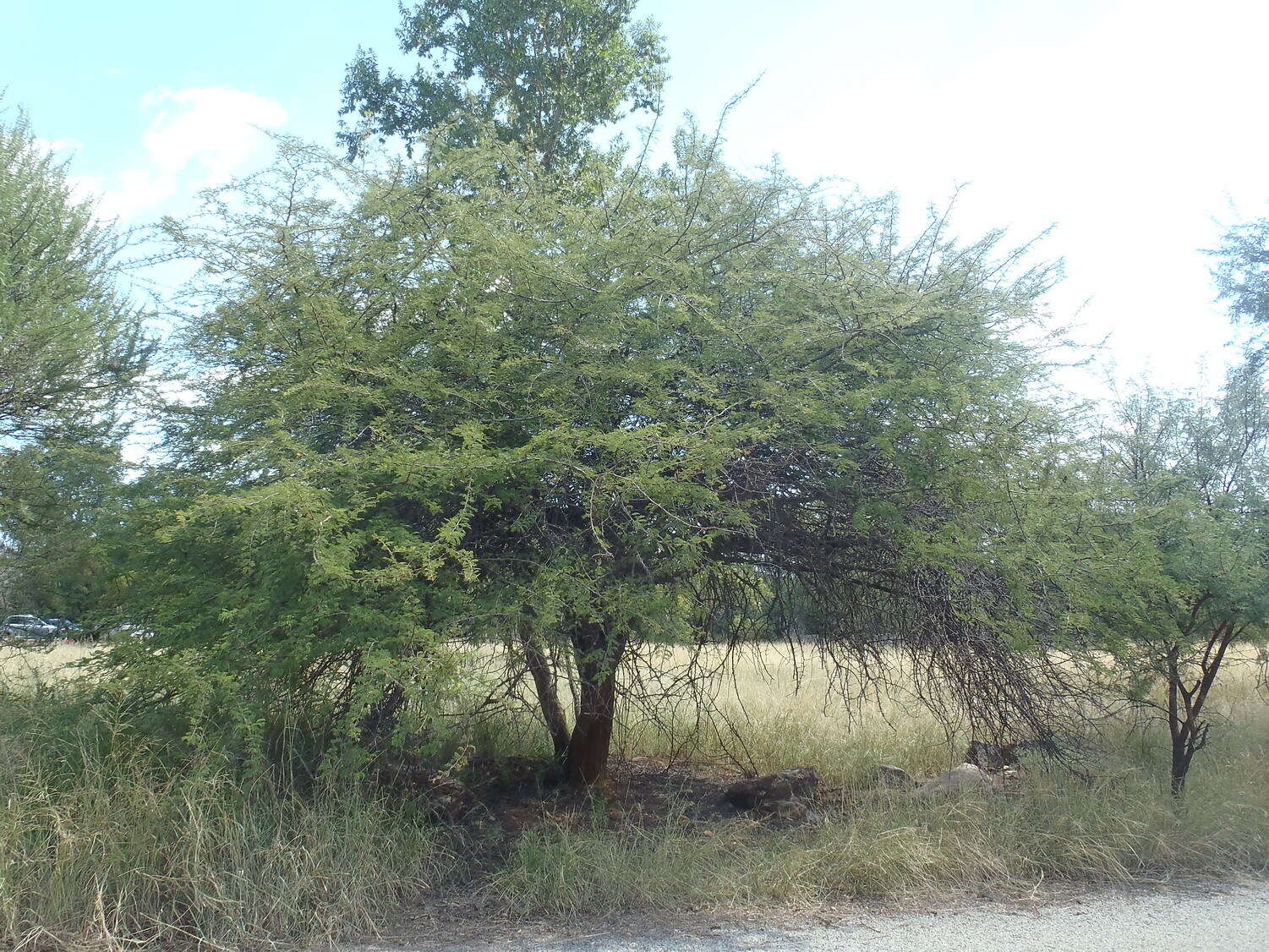 Слика од Dichrostachys cinerea subsp. africana Brenan & Brummitt