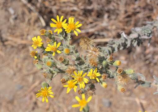 Imagem de Heterotheca sessiliflora (Nutt.) Shinners