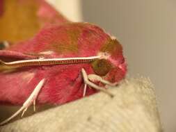 Image of small elephant hawk-moth