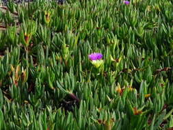 Imagem de Carpobrotus edulis (L.) N. E. Br.