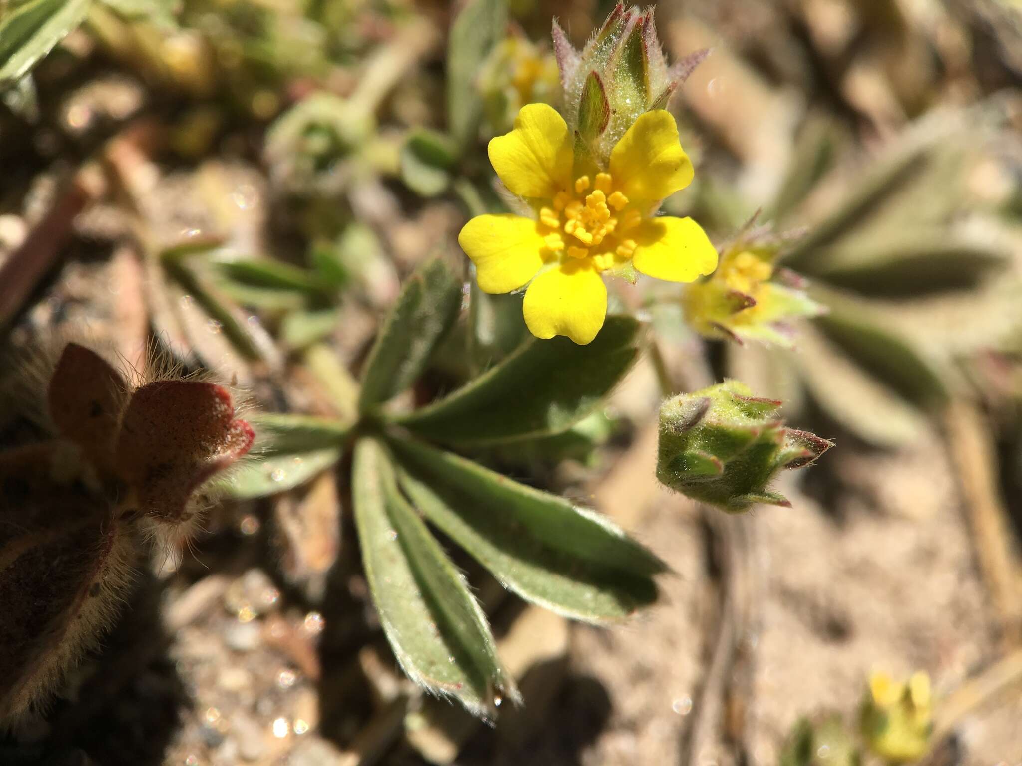 Imagem de <i>Potentilla luteosericea</i>