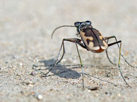 Image of Eunota praetextata praetextata (Le Conte 1854)