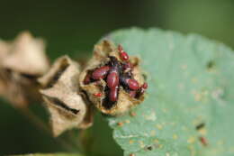 Image de Oxycarenus (Oxycarenus) lavaterae Fabricius & J. C. 1787