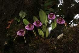 Plancia ëd Masdevallia yungasensis T. Hashim.