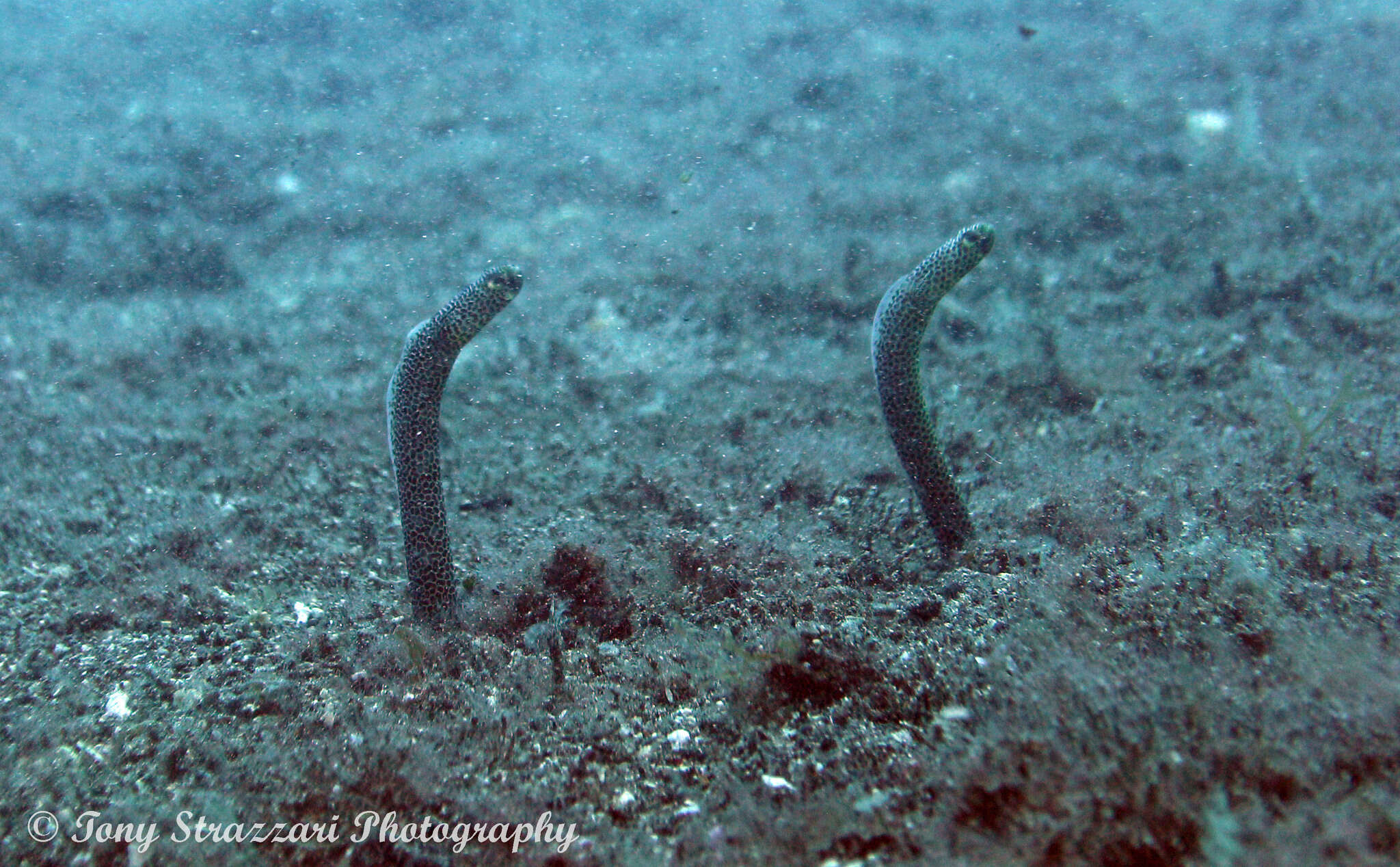 Plancia ëd Heteroconger taylori Castle & Randall 1995