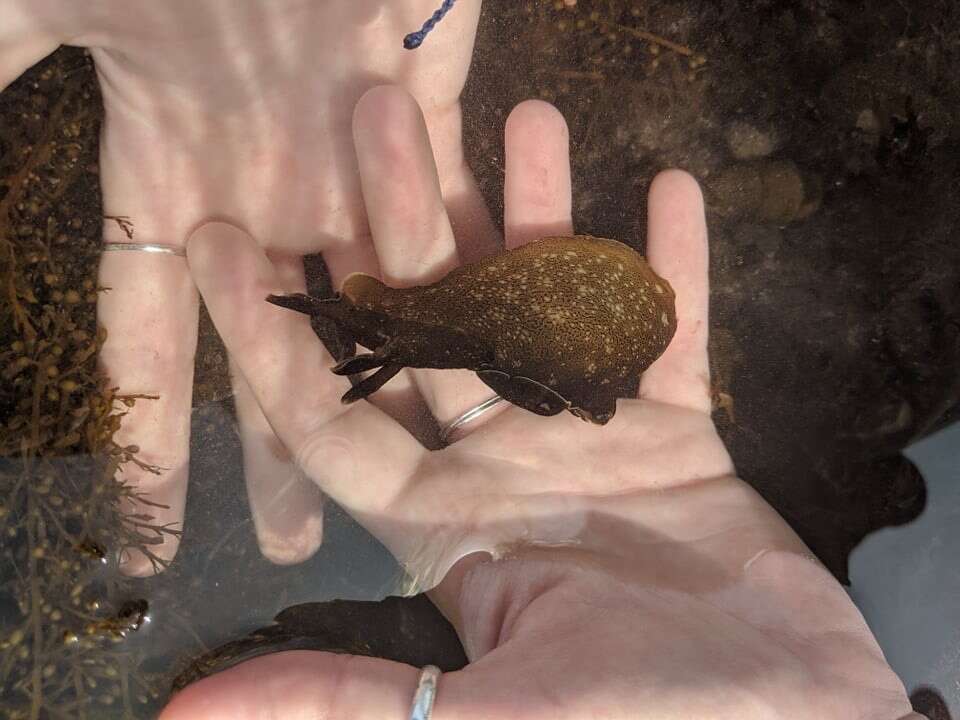 Aplysia punctata (Cuvier 1803) resmi