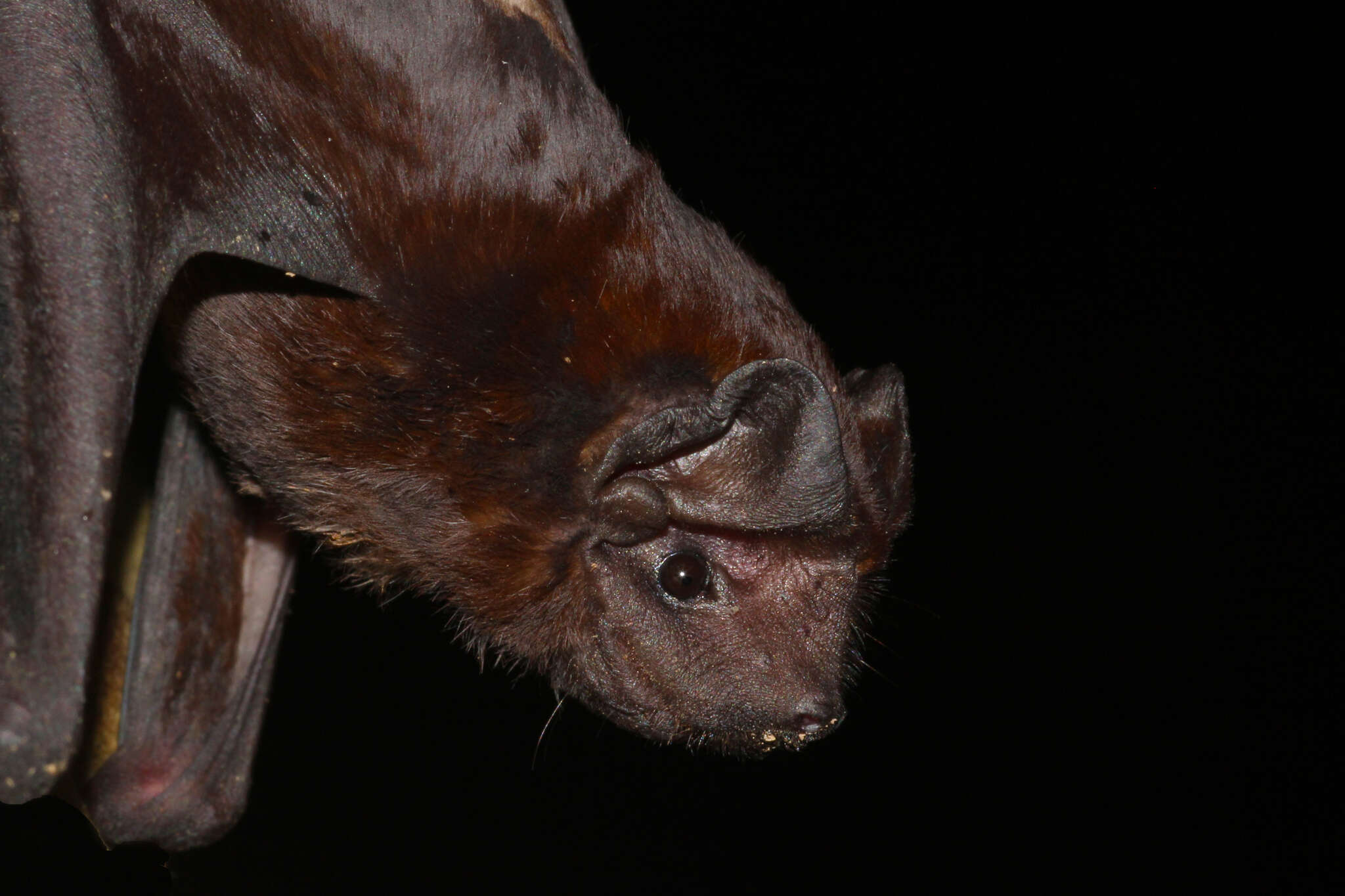 Image of Pallas's Mastiff Bat