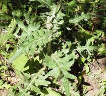 Cirsium clavatum var. americanum (A. Gray) D. J. Keil resmi