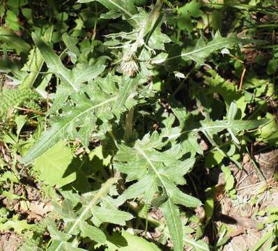 Image of Fish Lake thistle